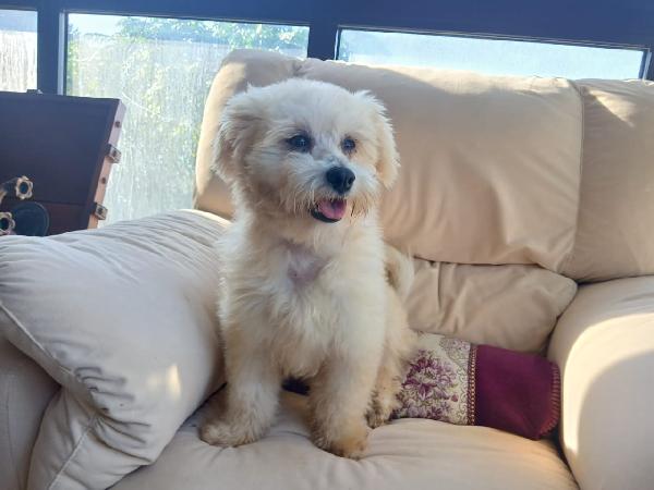 Flex, un tenero maltese Foto 5